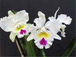 Carica l'immagine nel visualizzatore Galleria, Rhyncholaeliocattleya Liou Hope 'Red in Snow'