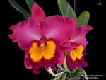 Carica l'immagine nel visualizzatore Galleria, Rhyncholaeliocattleya Phet Wangnamkeaw