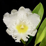 Carica l'immagine nel visualizzatore Galleria, Rhyncholaeliocattleya Phonnapa
