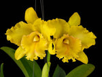 Carica l'immagine nel visualizzatore Galleria, Rhyncholaeliocattleya Ploenpit Golden Delight