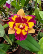Carica l'immagine nel visualizzatore Galleria, Rhyncholaeliocattleya Rungnapha Fancy 'Warm Welcome'