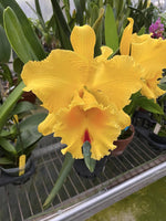 Carica l'immagine nel visualizzatore Galleria, Rhyncholaeliocattleya Suzuki's Preciosa (Rlc. Goldenzelle × Rlc. Chunyeah)