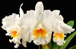 Carica l'immagine nel visualizzatore Galleria, Rhyncholaeliocattleya Taida Eagle Eye 'All Victory'