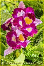 Carica l'immagine nel visualizzatore Galleria, Rhyncholaeliocattleya Taipin Monkeys 'Bull Devil'