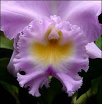 Carica l'immagine nel visualizzatore Galleria, Rhyncholaeliocattleya Thalie (Rlc. Déesse × C. Odalisque)