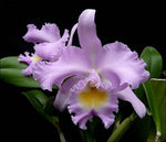 Carica l'immagine nel visualizzatore Galleria, Rhyncholaeliocattleya Thalie (Rlc. Déesse × C. Odalisque)