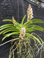 Carica l'immagine nel visualizzatore Galleria, Rhynchostylis coelestis var pink x Rhynchorides Thai Noi