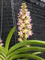 Carica l'immagine nel visualizzatore Galleria, Rhynchostylis coelestis var pink x Rhynchorides Thai Noi