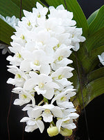 Chargez l'image dans la visionneuse de galerie, Rhynchostylis gigantea alba