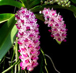 Chargez l'image dans la visionneuse de galerie, Rhynchostylis gigantea Mix