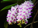 Carica l'immagine nel visualizzatore Galleria, Rhynchostylis gigantea spot