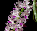 Carica l'immagine nel visualizzatore Galleria, Rhynchostylis retusa