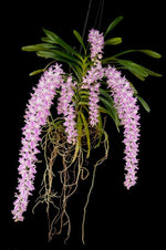Carica l'immagine nel visualizzatore Galleria, Rhynchorides retusa-lawrenceae (Rhynchostylis retusa × Aerides lawrenceae)
