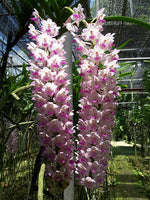 Carica l'immagine nel visualizzatore Galleria, Rhynchorides retusa-lawrenceae (Rhynchostylis retusa × Aerides lawrenceae)