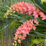Carica l'immagine nel visualizzatore Galleria, Rhynchostylis gigantea orange