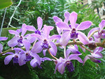 Carica l'immagine nel visualizzatore Galleria, Rhyncovanda azure (Rhynchostylis gigantea x Vanda coerulea)