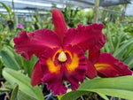Carica l'immagine nel visualizzatore Galleria, Rhyncholaeliocattleya Chao Praya Red