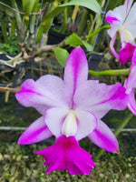 Carica l'immagine nel visualizzatore Galleria, Rhyncholaeliocattleya Hua Young Royal 'Kinmen’ (C. walkeriana × Rlc. Shinfong Royal)