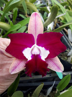 Carica l'immagine nel visualizzatore Galleria, Rhyncholaeliocattleya Chungfong Toshie (Rlc. Little Toshie x C. Netrasiri Beauty)