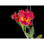 Carica l'immagine nel visualizzatore Galleria, Rhyncholaeliocattleya Siam Red