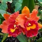 Load image into Gallery viewer, Rlc. Toshie Aoki 'Starburst' AM/AOS