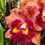 Load image into Gallery viewer, Rlc. Toshie Aoki 'Starburst' AM/AOS