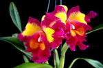 Carica l'immagine nel visualizzatore Galleria, Rhyncholaeliocattleya Chunfong Queen 'Happy Spring'