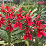 Carica l'immagine nel visualizzatore Galleria, Renanopsis Lena Rowold (Renanthera storiei × Vandopsis lissochiloides)