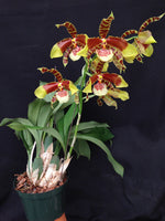 Carica l'immagine nel visualizzatore Galleria, Rossioglossum Rawdon Jester 'Great Bee'