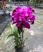 Carica l'immagine nel visualizzatore Galleria, Rhyncattleanthe Yuan Dung Torch 'Grape'