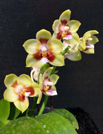 Carica l'immagine nel visualizzatore Galleria, Phalaenopsis Chienlung Sweetheart 'Mainshow'