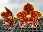 Carica l'immagine nel visualizzatore Galleria, Phalaenopsis Chienlung Golden Gigan 'Prince' (Clone) Mainshow