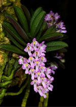 Carica l'immagine nel visualizzatore Galleria, Schoenorchis tixieri