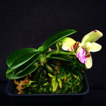 Carica l'immagine nel visualizzatore Galleria, Sedirea japonica "Minmaru" (Mini Type)