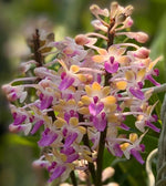 Carica l'immagine nel visualizzatore Galleria, Seidenfadenia mitrata 'Yellow'