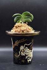 Carica l'immagine nel visualizzatore Galleria, Neofinetia falcata 'Seikai' 青海