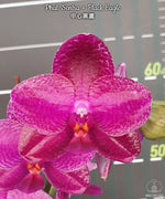 Carica l'immagine nel visualizzatore Galleria, Phalaenopsis Sentra × Black Eagle
