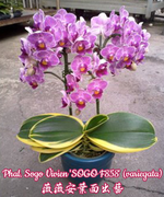 Carica l'immagine nel visualizzatore Galleria, Phalaenopsis Sogo Vivien 'SOGO F858' (variegata)