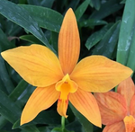 Carica l'immagine nel visualizzatore Galleria, Sophrolaeliocattleya Jillicoc x Laelia harpophylla