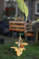 Carica l'immagine nel visualizzatore Galleria, Stanhopea connata
