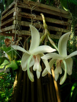 Carica l'immagine nel visualizzatore Galleria, Stanhopea grandiflora
