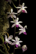 Carica l'immagine nel visualizzatore Galleria, Stereochilus pachyphyllus