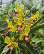 Carica l'immagine nel visualizzatore Galleria, Vanda Sweetara Wong Yit Hoe (Vandachostylis Luke Thai × Paraphalaenopsis denevei)