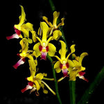 Carica l'immagine nel visualizzatore Galleria, Vanda Sweetara Wong Yit Hoe (Vandachostylis Luke Thai × Paraphalaenopsis denevei)