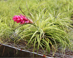 Carica l'immagine nel visualizzatore Galleria, Tillandsia stricta