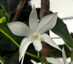 Carica l'immagine nel visualizzatore Galleria, Dendrobium White Grace 'Sato' (Den. Fiftieth State x Den. speciosum)