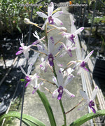 Carica l'immagine nel visualizzatore Galleria, Vandachostylis TSS Taiwan Gandharva (Vandachostylis Lou Sneary × Rhy. gigantea)