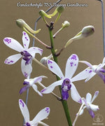 Carica l'immagine nel visualizzatore Galleria, Vandachostylis TSS Taiwan Gandharva (Vandachostylis Lou Sneary × Rhy. gigantea)