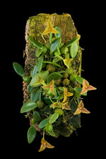 Carica l'immagine nel visualizzatore Galleria, Trias oblonga