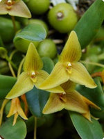 Carica l'immagine nel visualizzatore Galleria, Trias oblonga